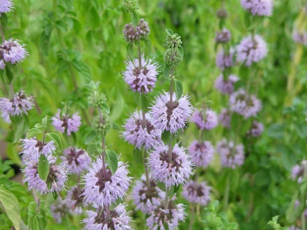 Pennyroyal dapat mengusir nyamuk, tetapi juga bisa mengundang kupu-kupu yang indah untuk mampir ke rumah Anda. (Foto: Herdade valecovo)