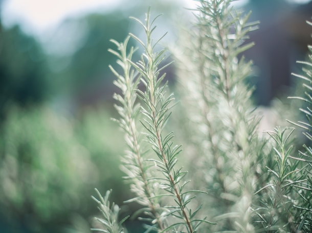 Beberapa tangkai rosemary dapat diletakkan di dalam vas sebagai hiasan sekaligus pengusir nyamuk di rumah. (Foto: Pixabay)