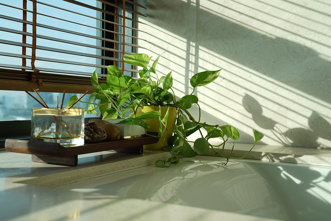 money-plant-2731132_1280