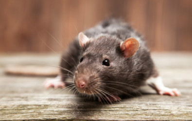 tikus, kencing tikus, keladi tikus, perangkap tikus, racun tikus, tikus mondok, cara halau tikus, cara menghalau tikus, tikus belanda, petua halau tikus, penyakit kencing tikus, simptom kencing tikus, tahi tikus, halau tikus