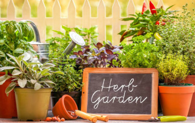 Malaysian herbs, Malay herbs, DIY and gardening in Malaysia, Kitchen garden, Malaysian herbs list, Malaysia herbs, Herbs in malaysia, Herbs garden, Herbs, Chinese herbs, Herbs and spices, Herbal plants