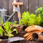 tanaman, bercucuk tanam, tanaman dalam rumah, jenis tanah untuk tanaman, berkebun di rumah, tanaman yang menguntungkan di Malaysia, cara tanam serai dalam pasu, tanam