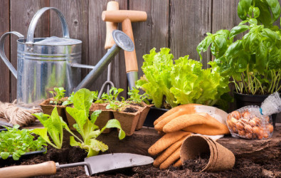 tanaman, bercucuk tanam, tanaman dalam rumah, jenis tanah untuk tanaman, berkebun di rumah, tanaman yang menguntungkan di Malaysia, cara tanam serai dalam pasu, tanam