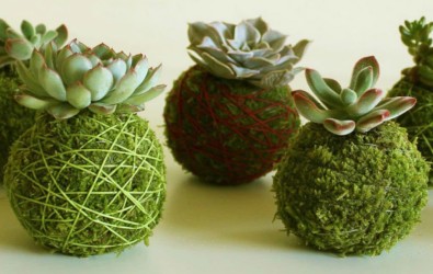 1. Mengenal Kokedama, Cara Membuat, dan Keunggulannya