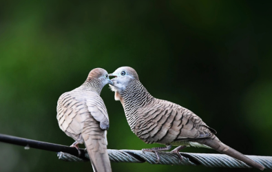 Burung Perkutut 1