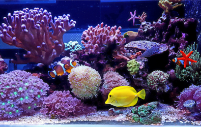 1. Cara Mudah Bikin Aquarium Air Laut di Rumah