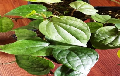 1. daun sirih