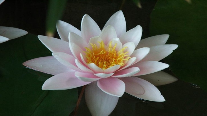 Gangguan sulit tidur seperti insomnia juga bisa diatasi dengan daun bunga bakung. Sumber: Pinterest