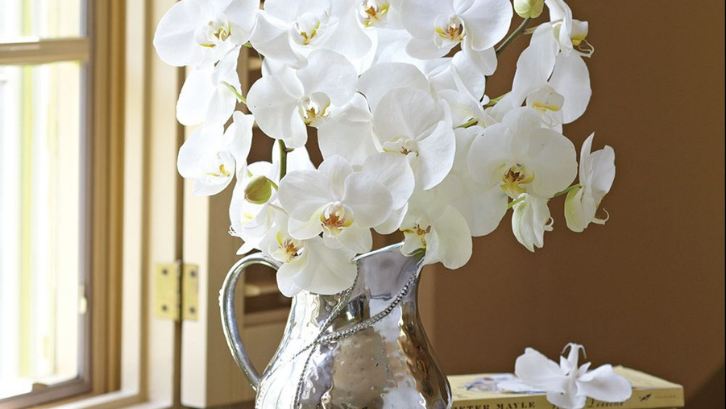 Tanaman anggrek bisa menjadikan suasana rumah Anda menjadi terlihat lebih menarik. (Foto: Flower Magazine)