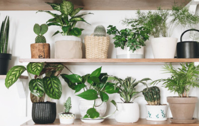 CH_12 Indoor Plants - Main