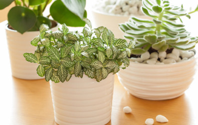 CH_House Plants Delivery