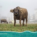 unsplash-property bull run