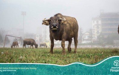 unsplash-property bull run
