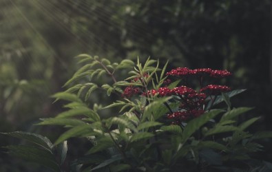 unsplash_clementi-forest-deforestation-singapore-property