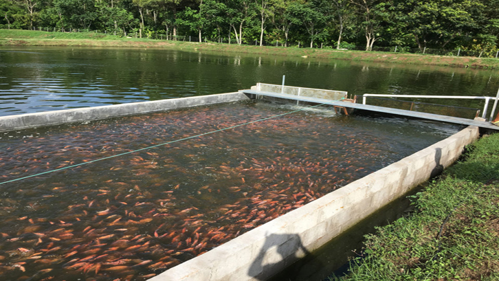 Setidaknya ada dua jenis kolam untuk budidaya ikan nila yang bisa Anda pertimbangkan. Sumber: Global Aquaculture Alliance