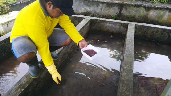 cacing Sutra pakan alami hewan ternak (foto: Kementerian Kelautan dan Perikanan)