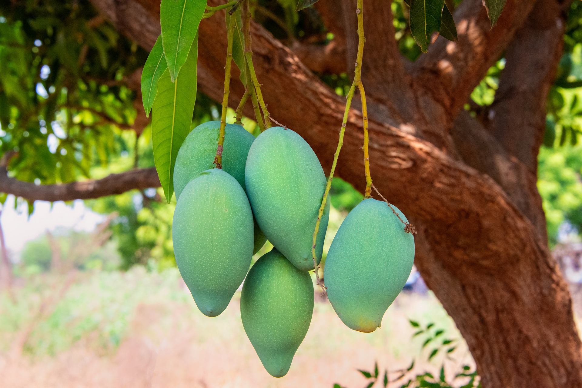 8 Tips Membuat Pohon Mangga Berbuah Lebat Di Rumah Rumah Com<script async src=