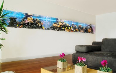 akuarium, akuarium ikan, kolam ikan, kolam ikan mini, aquascape ,memelihara ikan, ikan hiasan