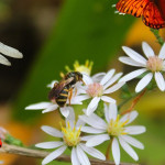 wildlife, balcony garden, home garden, butterfly, bee, ladybug, dragonfly, flowering plants, garden plants, honey bee