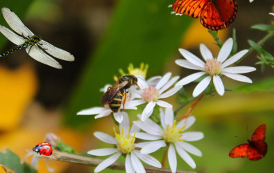 wildlife, balcony garden, home garden, butterfly, bee, ladybug, dragonfly, flowering plants, garden plants, honey bee