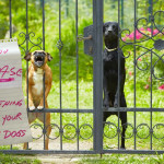 parking rules in malaysia, animal welfare act malaysia, animal welfare act, noisy neighbours malaysia, noisy neighbours in condominium, cctv malaysia, invasion of privacy cases in malaysia
