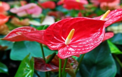 1. ANTHURIUM
