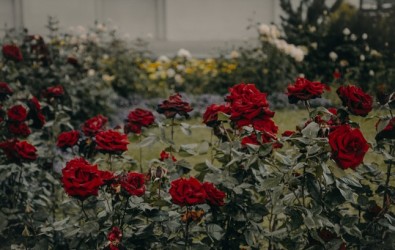 10 Inspirasi Taman Bunga di Rumah Idaman dan Cara Membuatnya
