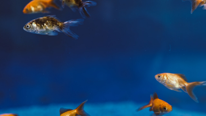 Ada banyak variasi ikan hias lainnya yang bisa Anda coba sendiri. (Foto: Pexels - Elle Hughes)