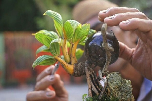 bonsai kelapa, kelapa bonsai, bonsai