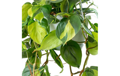 1. TANAMAN PHILODENDRON