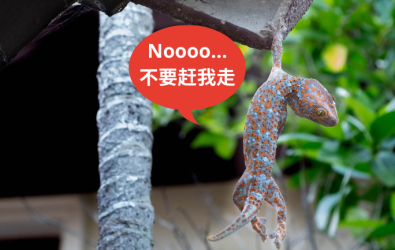 CH_How to get rid of house lizards - Main