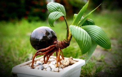 bonsai kelapa, kelapa bonsai, bonsai