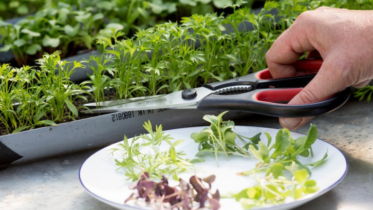 Menanam Microgreen bisa dilakukan dengan mudah. (Foto: Gardeners World)