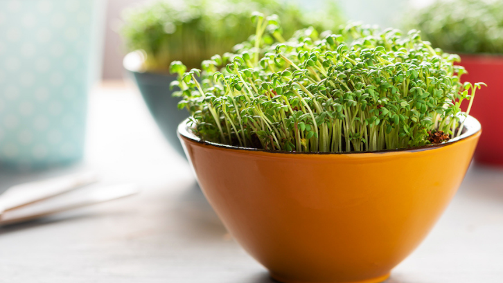 Anda tidak perlu mengeluarkan biaya yang terlalu banyak untuk membuat microgreen di rumah. (Foto: Well+Good)