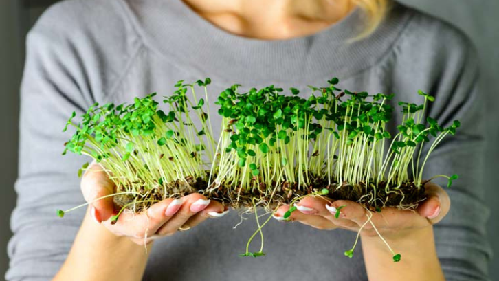 Microgreen sangat baik untuk proses diet. (Foto: The Week)