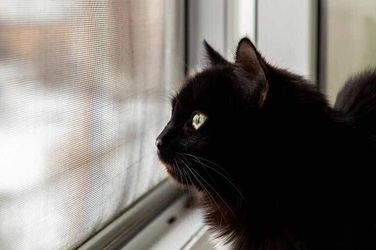 pets in singapore  cat window mesh