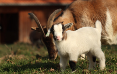 Panduan Sukses Ternak Kambing bagi Pemula