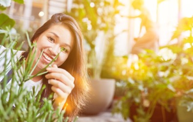 pokok hiasan dalam rumah, pokok hiasan, pokok dalam rumah, deko, dekorasi rumah
