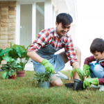 majlis perbandaran, garden plants in malaysia, local council, house plants, home plants, plants in house, plants at home, plants in home