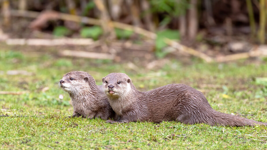 best-neighbourhoods-in-singapore-families-young-children-otters.]