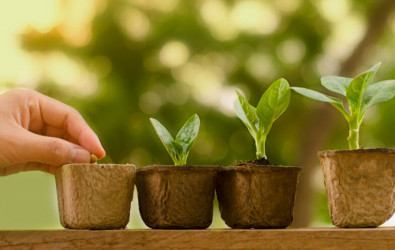 growing-indoor-plants-vegetables-cover