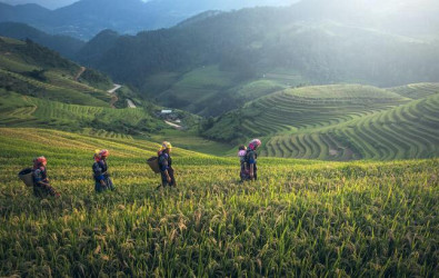 Alt Text - Mengenal Istilah Demplot dalam Pertanian dan Manfaatnya
