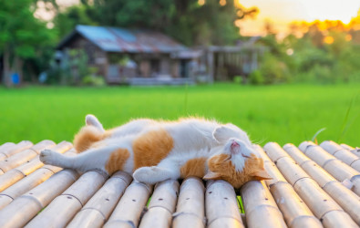 Creating a sustainable future with engineered bamboo lumber