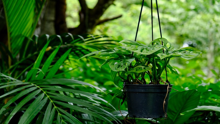 Tampilan taman belakang makin cantik dengan menggantung tanaman di dahan pohon. Sumber: Unsplash - Pedro Netto