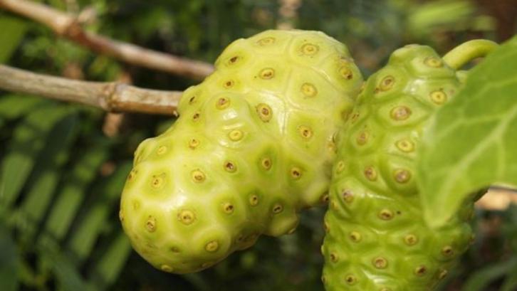 Mengkudu sebagai obat herbal kaya manfaat. (Foto: Pinterest - Etsy.com) 