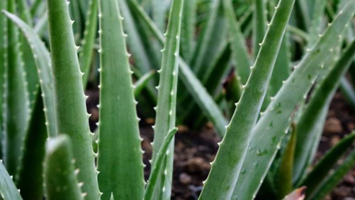 Tanaman lidah buaya untuk kesehatan. (Foto: Pinterest - Learnagro)