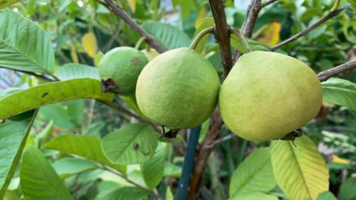 Jambu biji untuk obat diare. (Foto: Pinterest - TyransFams)